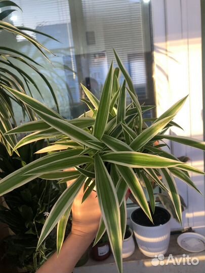 Хлорофитум полосатый