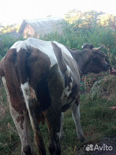 Продам корова стельная