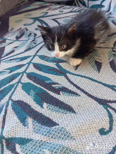 Отдам в добрые руки