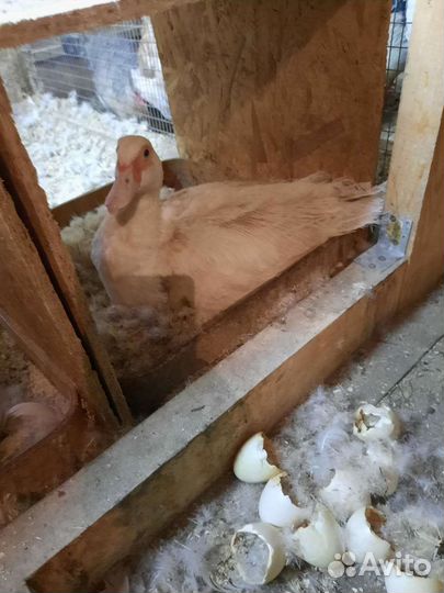 Утята индоутки