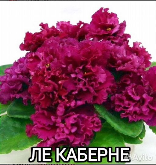 Фиалки стартеры