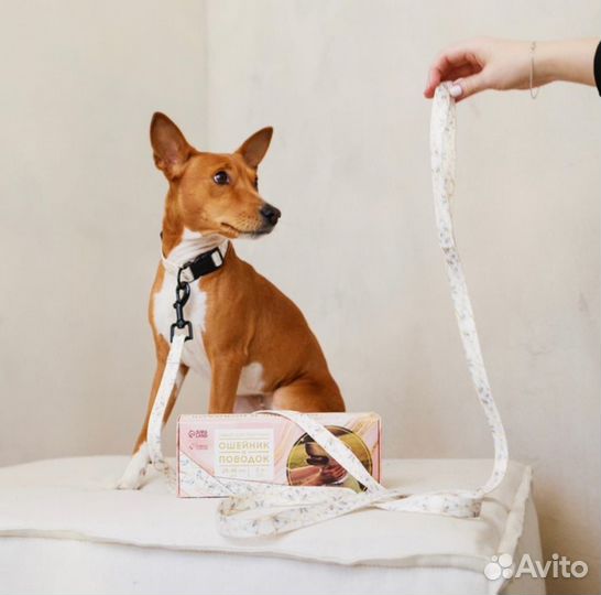 Комплект аммуниции для собак, поводок+ошейник