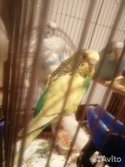 Попугаи волнистые, малыши 2-3 месяца