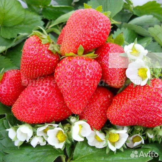 Клубника ранняя