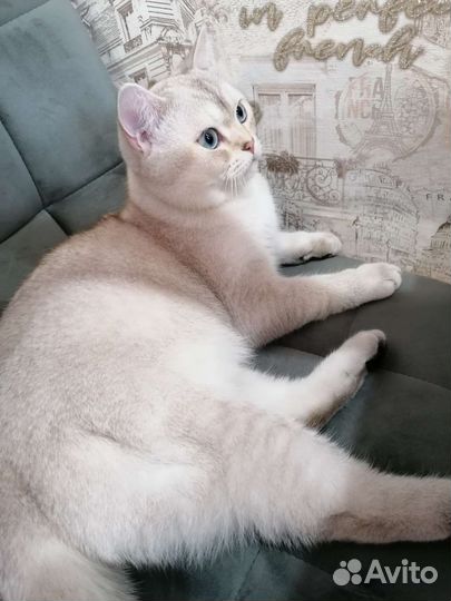 Британская шиншилла вязка