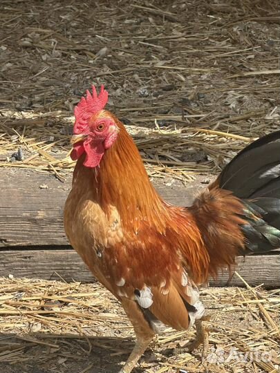 Молодые петухи