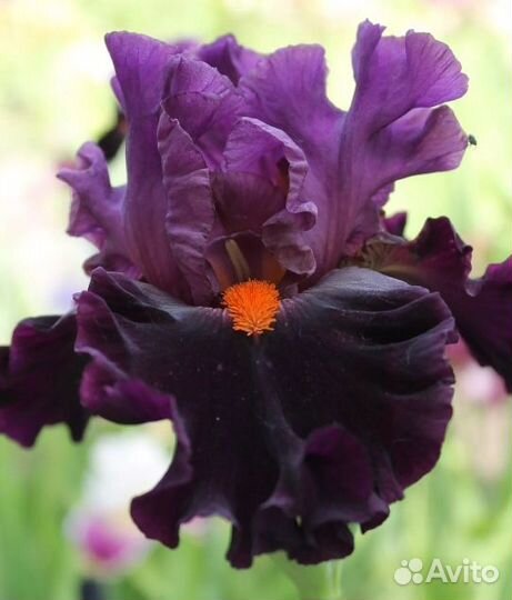 Ирисы высокие бородатые
