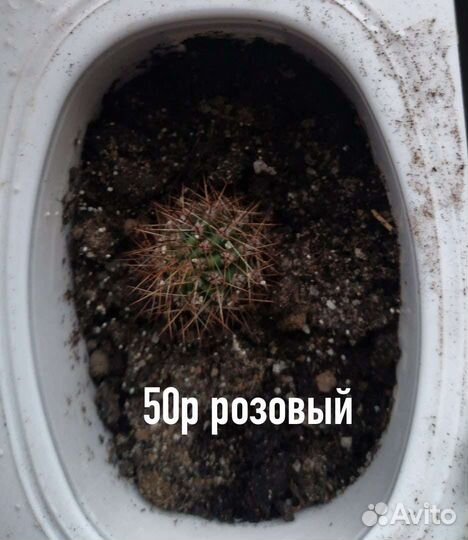 Кактусы и суккуленты.всё для флорариумов