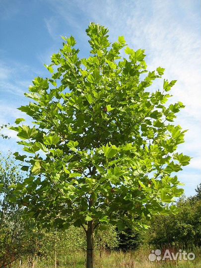 Саженцы-деревья Платанов