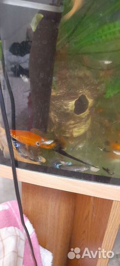 Гуппи голубые чистые линии