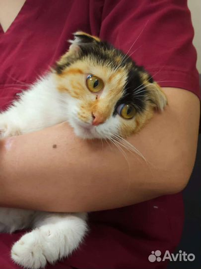 Выброшенной вислоушке (10 месяцев) нужен дом