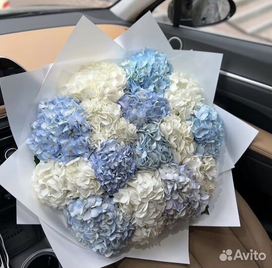 Гортензия крупнолистная