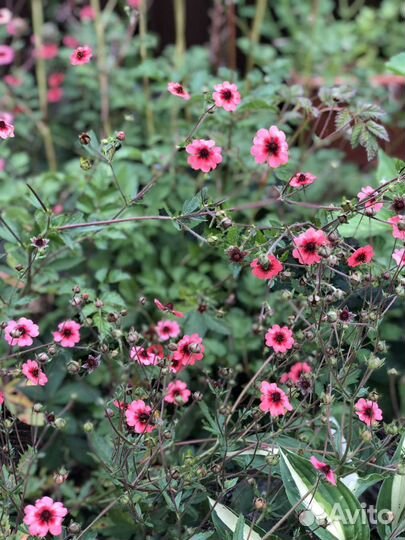 Лапчатка непальская