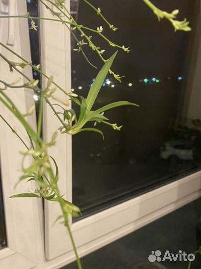 Комнатные растения (срезы)