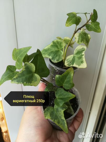 Плющ хедера