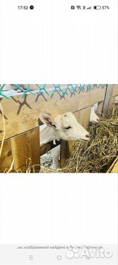 Помощник по хозяйству с проживанием