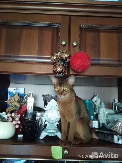 Абиссинский котик