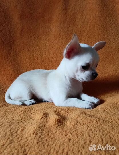 Чихуахуа, щенки