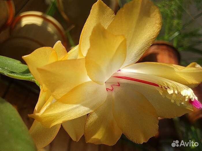 Декабрист желтый