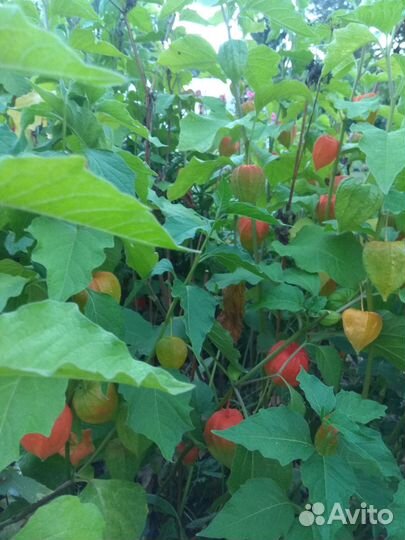 Физалис на посадку декоративный