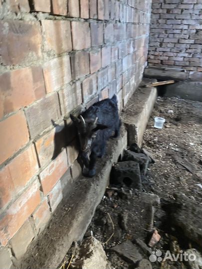 Козочка от молочной козы и Чешского козла