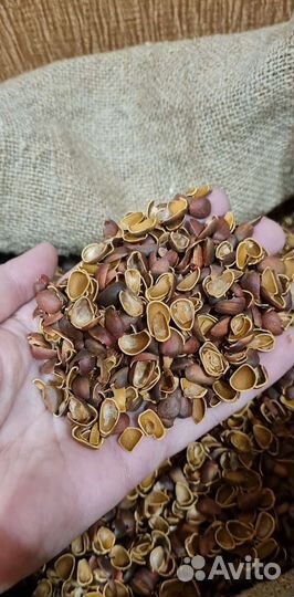 Кедровая скорлупа