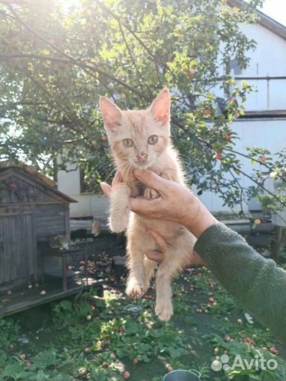 Котик и кошечка