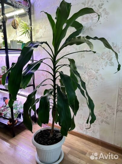 Драцена душистая