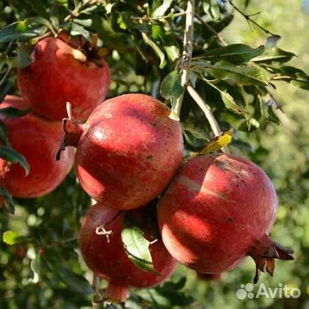 Саженцы граната