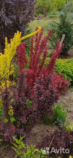 Уличные растения