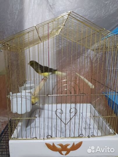 Кенар с клеткой