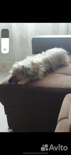 Маленькая собачка в добрые руки