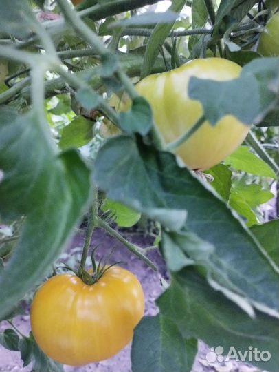 Помидоры свежие домашние