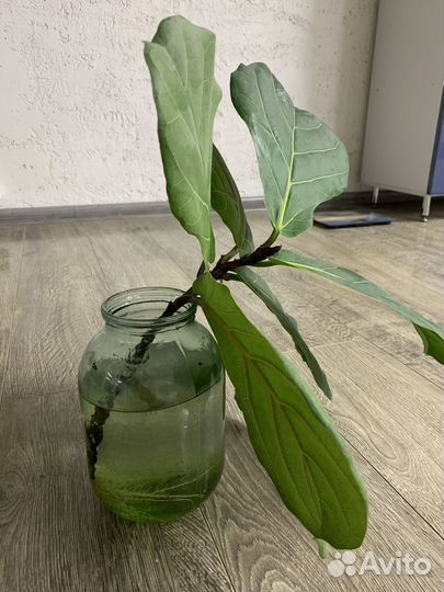 Фикус лировидный