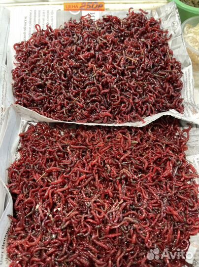 Свежий мотыль, замороженный мормыш