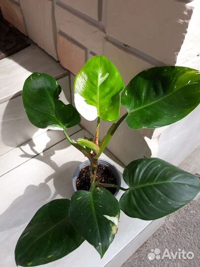 Филодендрон белая принцесса