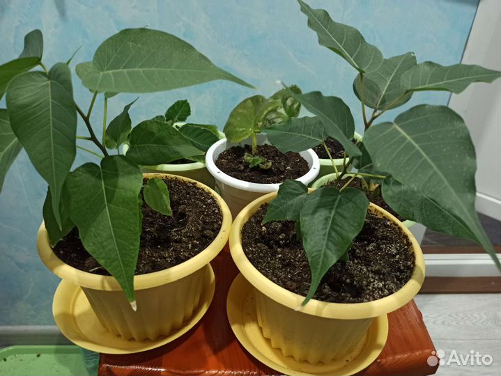 Фикус священный эдем 5шт