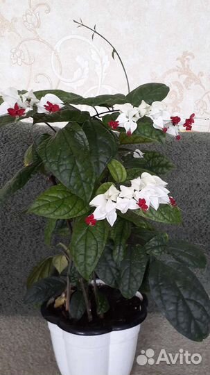 Комнатные растения