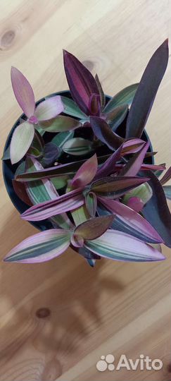 Традесканции 38 сортов, часть 4