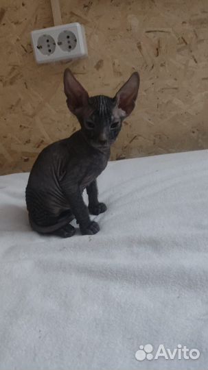 Донской сфинкс котята