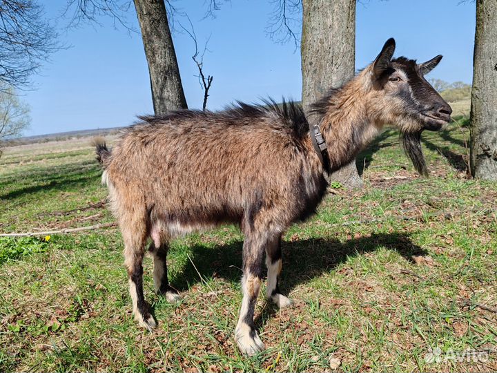 Коза дойная с козлятами