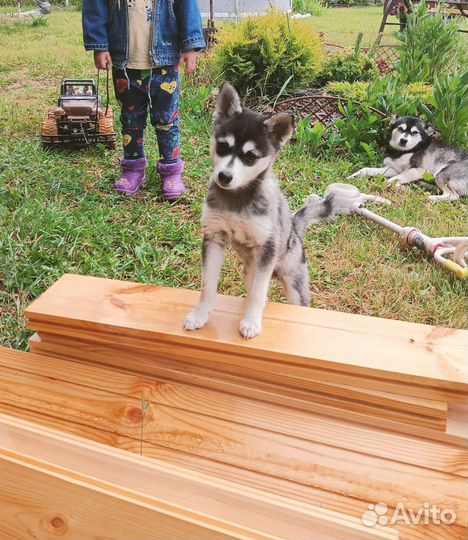 Аляскинский кли кай