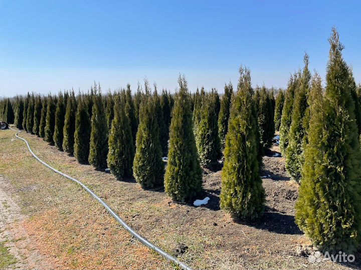 Туя ель(сморагд,колумна,голубая,серебристая)камни