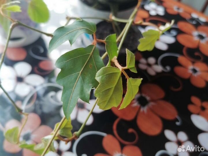 Комнатные цветы