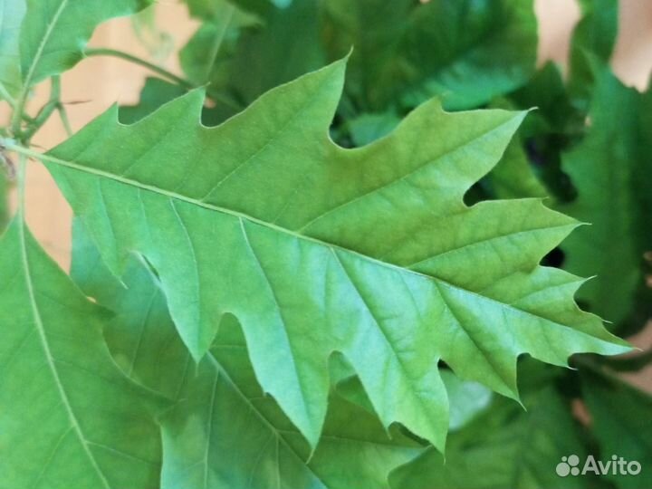 Дуб красный - саженцы