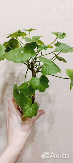 Герань пеларгония розебудная