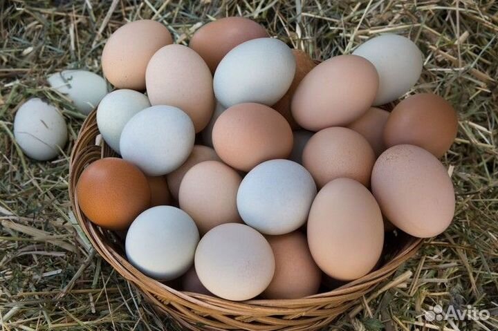 Домашние куриные яйца