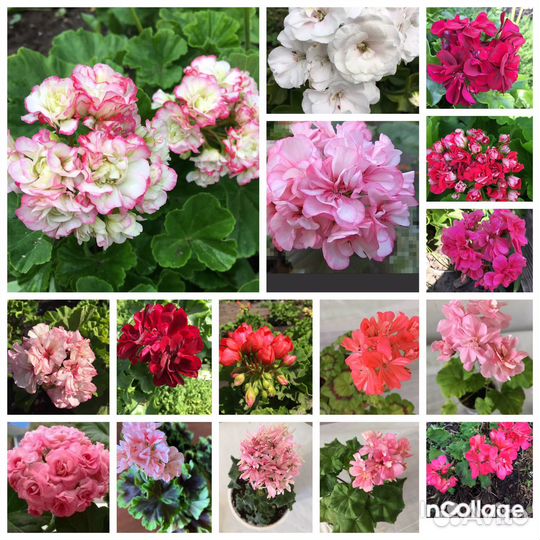 Сортовые пеларгонии