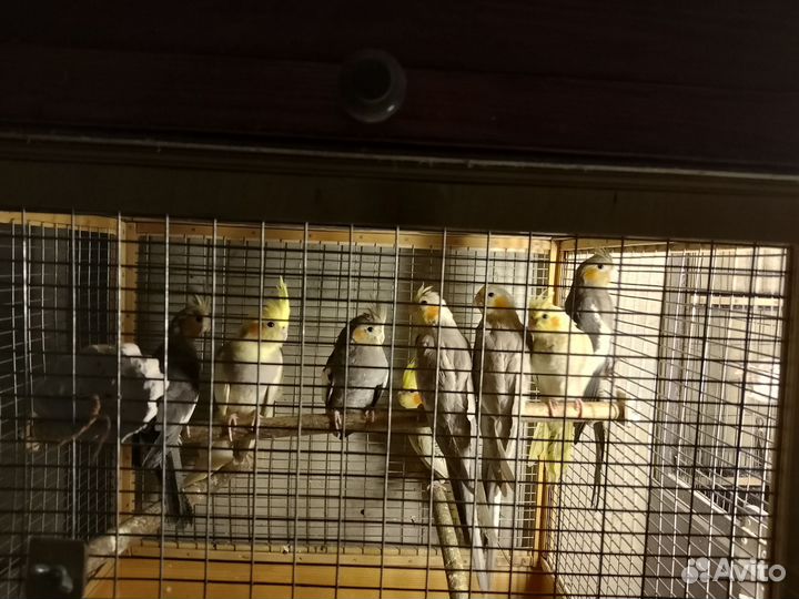 Птенцы корелла