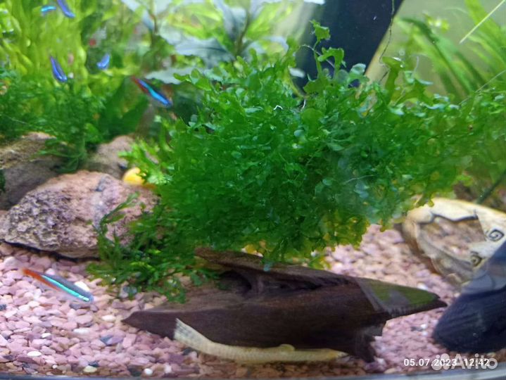 Аквариумные растения